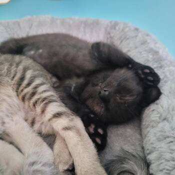 Zena -  Domestic Short Hair Cat for Adoption in Lyndhurst, Virginia - Zena | PetCurious