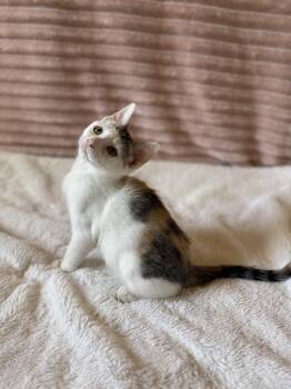 Willow -  Domestic Short Hair Cat for Adoption in Syracuse, New York - Willow | PetCurious