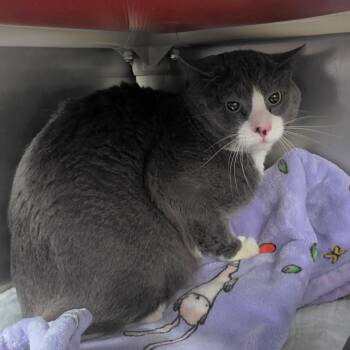 Rescue Domestic Short Hair Cats for Adoption in New Cumberland, West Virginia - Aaron | PetCurious