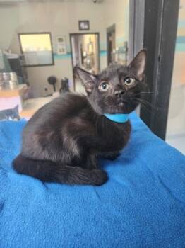 Rescue Domestic Short Hair Cats for Adoption in Reidsville, North Carolina - Potomac | PetCurious