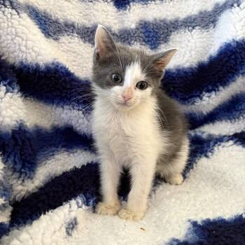 Domestic Short Hair Cats Available for Adoption in Mastic, New York - Elvira | PetCurious