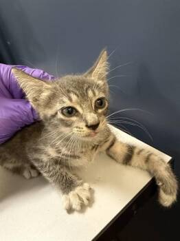 LITTA -  Domestic Short Hair Cat for Adoption in Doral, Florida - LITTA | PetCurious