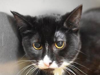 Domestic Short Hair Cats Available for Adoption - Moss | PetCurious