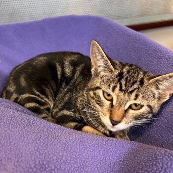 Rescue Domestic Short Hair Cats for Adoption in Sarasota, Florida - Phantom | PetCurious