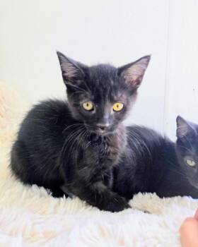 Valentino -  Domestic Short Hair Cat for Adoption in Vallejo, California - Valentino | PetCurious