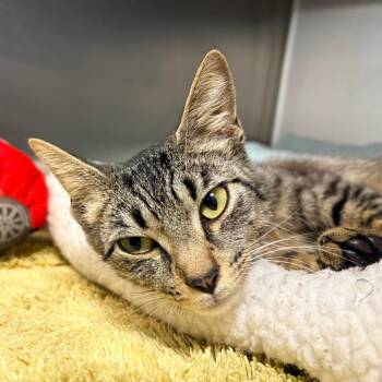Marge -  Domestic Short Hair Cat for Adoption in West Palm Beach, Florida - Marge | PetCurious