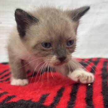 Scout -  Siamese Cat for Adoption in Los Angeles, California - Scout | PetCurious