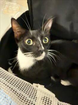 *KITSY -  Domestic Short Hair Cat for Adoption in Woodland, California - *KITSY | PetCurious