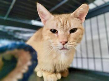 Domestic Short Hair Cats Available for Adoption in Littlestown, Pennsylvania - Queso | PetCurious