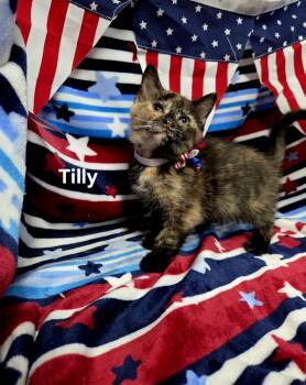Tilly -  Domestic Short Hair Cat for Adoption in Delray, West Virginia - Tilly | PetCurious
