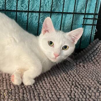 Rescue Extra Toes Cat Hemingway Polydactyl and Domestic Short Hair Cats for Adoption in Los Angeles, California - Ciaramicola | PetCurious