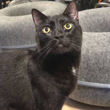 Rescue Domestic Short Hair Cats for Adoption in Los Angeles, California - Kia | PetCurious