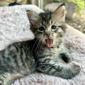 Kale -  American Shorthair Cat for Adoption in Huntsville, Alabama - Kale | PetCurious