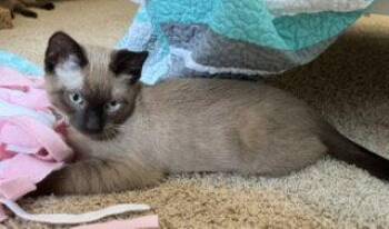 Sunny -  Domestic Short Hair and Siamese Cat for Adoption in Glendale, Arizona - Sunny | PetCurious