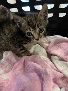 A138436 -  Domestic Short Hair Cat for Adoption in Palmetto, Florida - A138436 | PetCurious