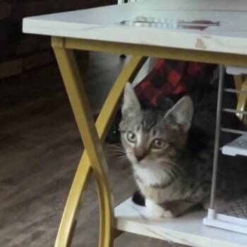 Minerva bonded with Ford -  Domestic Short Hair Cat for Adoption in Silverton, Oregon - Minerva Bonded With Ford | PetCurious