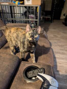 Domestic Short Hair Cats Available for Adoption - Mojito | PetCurious