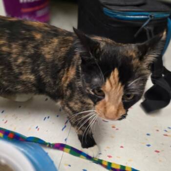 Sedona -  Domestic Short Hair Cat Available for Adoption in Pacific Grove, California - Sedona | PetCurious