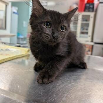High Priestess -  Domestic Short Hair Cat for Adoption in Titusville, Florida - High Priestess | PetCurious