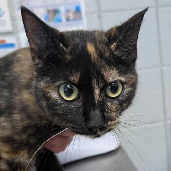 Mint Chip (Holland Cat Cove) -  Domestic Short Hair Cat for Adoption in West Olive, Michigan - Mint Chip (Holland Cat Cove) | PetCurious