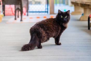 Domestic Long Hair Cats Available for Adoption in Morgantown, West Virginia - Kourtney Kat-Dashian  | PetCurious