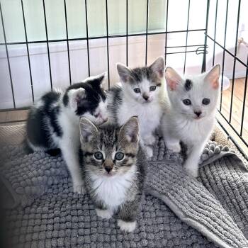 Kittens Ready Middle Oct -  Domestic Short Hair Cat for Adoption in Clifton, New Jersey - Kittens Ready Middle Oct | PetCurious