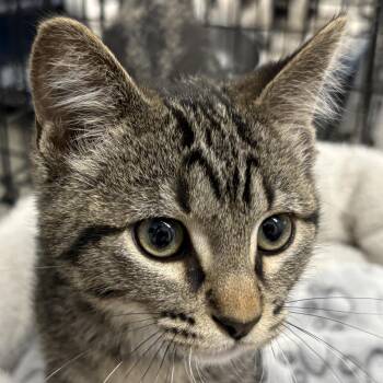 Rubble -  Domestic Short Hair Cat for Adoption in Auburn, Nebraska - Rubble | PetCurious