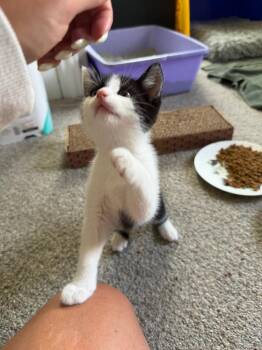 Allen -  Domestic Short Hair Cat for Adoption in Ferndale, Michigan - Allen | PetCurious
