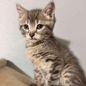 Siren 2323 -  Domestic Short Hair Cat for Adoption in Kansas City, Missouri - Siren 2323 | PetCurious