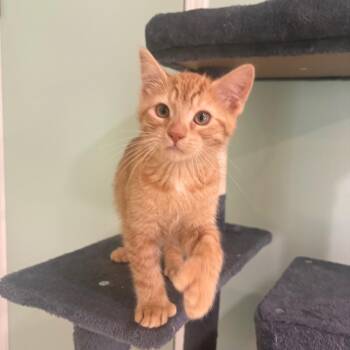 Eeny -  Domestic Short Hair Cat for Adoption in Fenton, Michigan - Eeny | PetCurious
