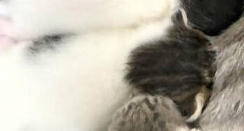 EDGAR -  Domestic Short Hair Cat for Adoption in Fort Lauderdale, Florida - EDGAR | PetCurious