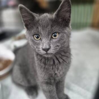 Rue -  Domestic Short Hair Cat for Adoption in Bismarck, North Dakota - Rue | PetCurious