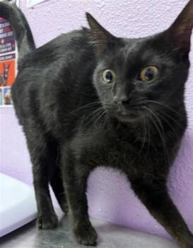61492082 -  Domestic Short Hair Cat for Adoption in El Paso, Texas - 61492082 | PetCurious