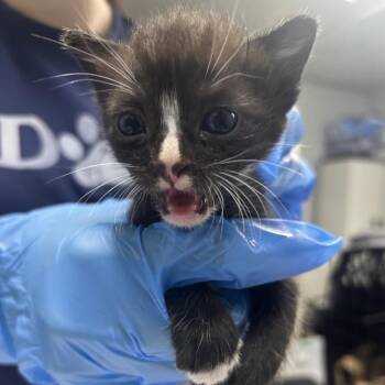 Twix -  Domestic Short Hair Cat for Adoption in Summerville, South Carolina - Twix | PetCurious