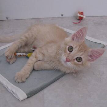 Taffy Waterworth -  Domestic Medium Hair and Tabby Cat Available for Adoption in Morrison, Colorado - Taffy Waterworth | PetCurious