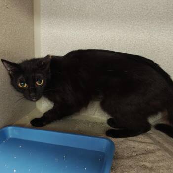 Sarah -  Domestic Short Hair Cat for Adoption in Madison, Wisconsin - Sarah | PetCurious