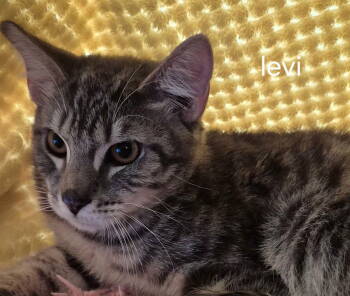 Rescue Domestic Short Hair Cats for Adoption in Oviedo, Florida - Levi | PetCurious