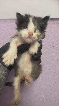 Twenty -  Domestic Medium Hair Cat for Adoption in El Paso, Texas - Twenty | PetCurious