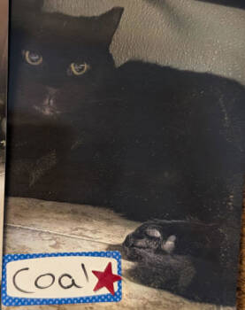 Rescue Domestic Short Hair Cats for Adoption in New Freedom, Pennsylvania - Coal | PetCurious