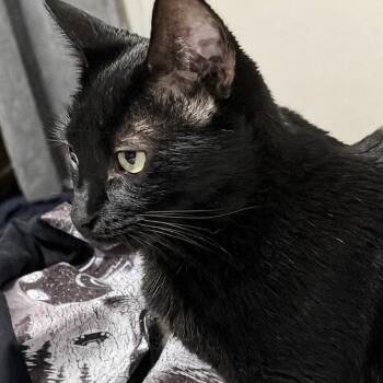 Lilly -  Domestic Short Hair and Bombay Cat for Adoption in Liverpool, Texas - Lilly | PetCurious