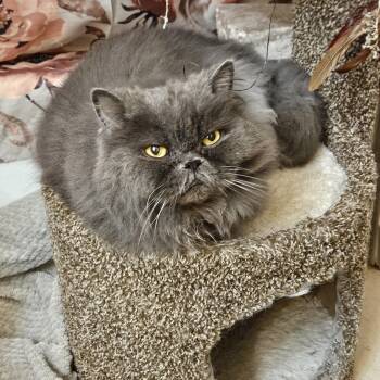 Sully -  Persian Cat for Adoption in Belle Isle, Florida - Sully | PetCurious