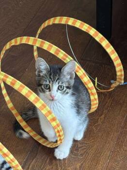 Rescue Domestic Short Hair Cats for Adoption in Shawnee, Oklahoma - Lilly | PetCurious