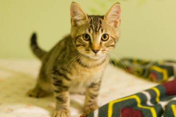 Mortimer -  Domestic Short Hair Cat for Adoption in Hot Springs, Arkansas - Mortimer | PetCurious