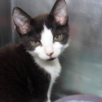 Domestic Short Hair Cats Available for Adoption in West Palm Beach, Florida - Lilly Mae | PetCurious