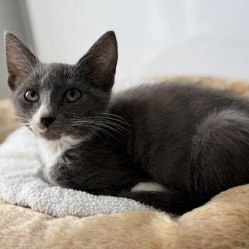 Atticus -  Domestic Short Hair Cat for Adoption in Ridgely, Maryland - Atticus | PetCurious