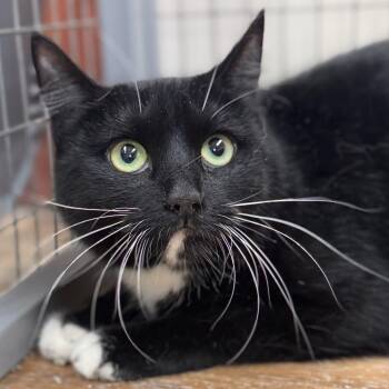 Domestic Short Hair and Tuxedo Cats Available for Adoption in Winchendon, Massachusetts - Mouse | PetCurious