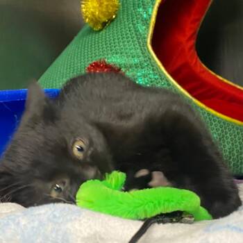 Domestic Short Hair Cats Available for Adoption - Piffle | PetCurious