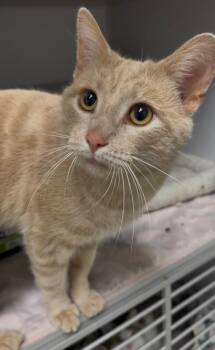 Kraft -  Domestic Short Hair Cat for Adoption in Osseo, Michigan - Kraft | PetCurious