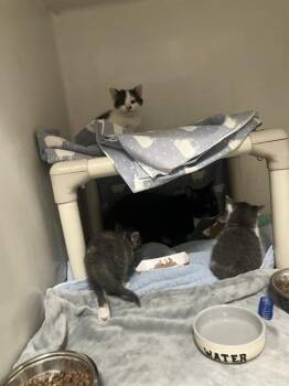Domestic Short Hair Cats Available for Adoption in Boston, Massachusetts - DELTA | PetCurious