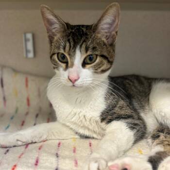 Niko -  Domestic Short Hair Cat for Adoption in Wheeling, Illinois - Niko | PetCurious